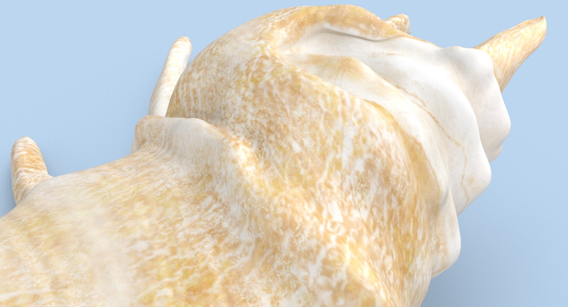 Conch-shells---shell-01 3D Model - TurboSquid 1156487