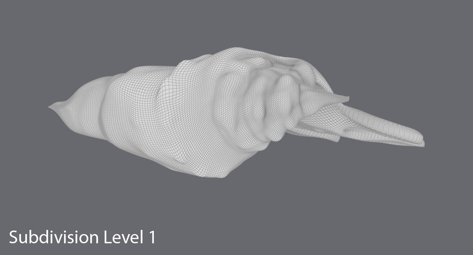 Conch-shells---shell-01 3D Model - TurboSquid 1156487