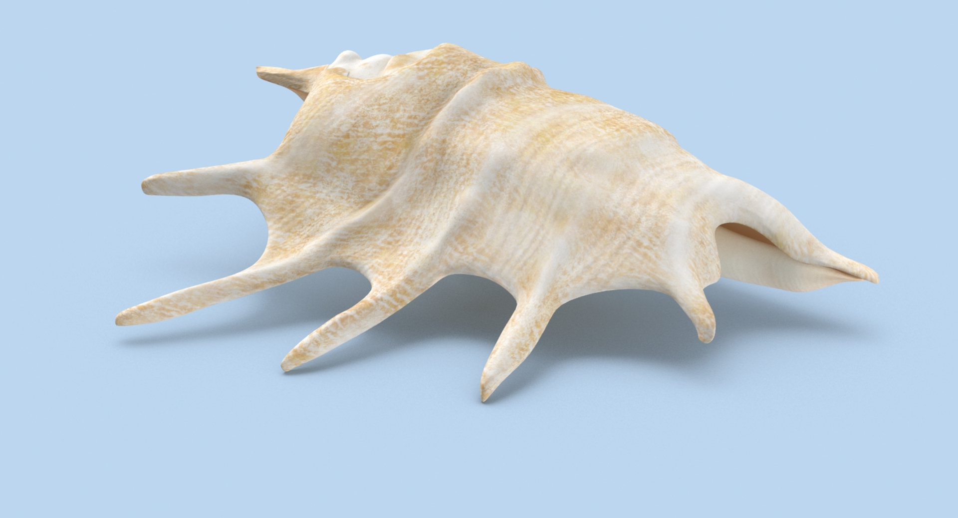 Conch-shells---shell-01 3D Model - TurboSquid 1156487