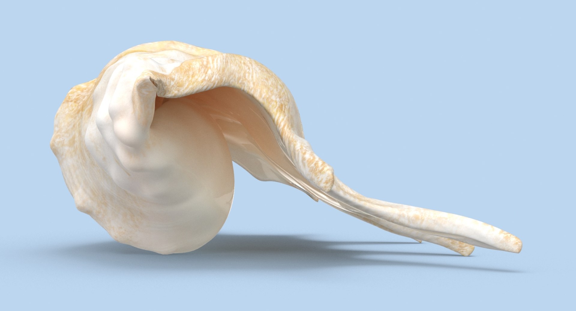 Conch-shells---shell-01 3D Model - TurboSquid 1156487