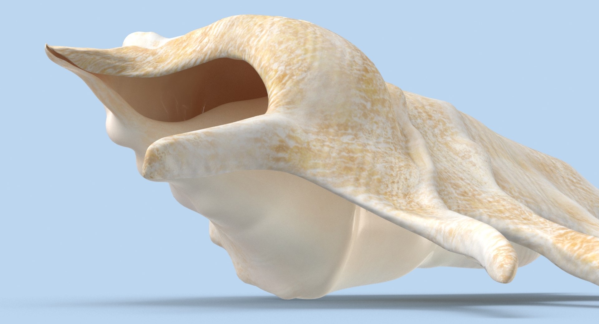 Conch-shells---shell-01 3D Model - TurboSquid 1156487