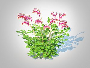 Dicentra  spectabilis - Gold  Bleeding Heart 3D model