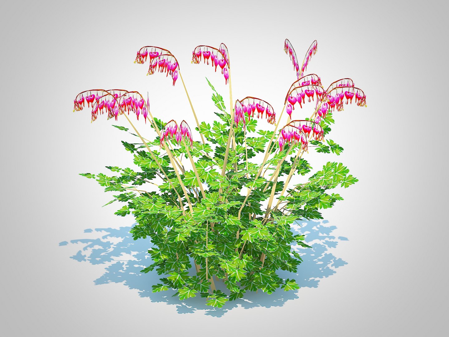 Dicentra Spectabilis Gold Bleeding Heart 3D Model TurboSquid 2294695