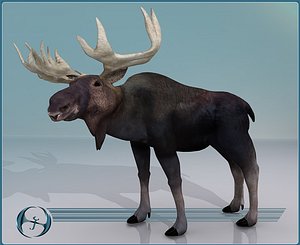 3d moose model