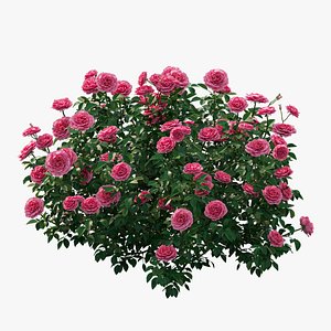Rose plant set 27