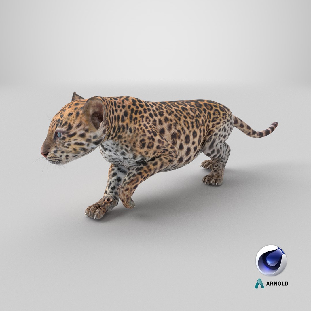 Leopard Cub Sneaking Pose 3D model https://p.turbosquid.com/ts-thumb/40/Q8K5rF/oA/stemcell_cinema_4d_arnold_render/png/1738945374/1920x1080/fit_q87/3f731beb2534f3eac2ce406a0df2e528b888603d/stemcell_cinema_4d_arnold_render.jpg