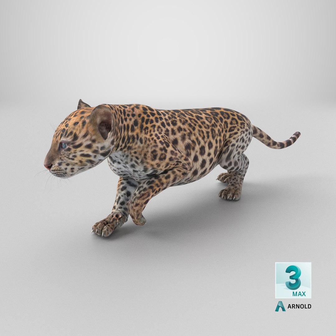 Leopard Cub Sneaking Pose 3D model https://p.turbosquid.com/ts-thumb/40/Q8K5rF/y0/stemcell_max_arnold_render/png/1738945380/1920x1080/fit_q87/78e41870aa200d07624d552d3e5beee11bc6a047/stemcell_max_arnold_render.jpg