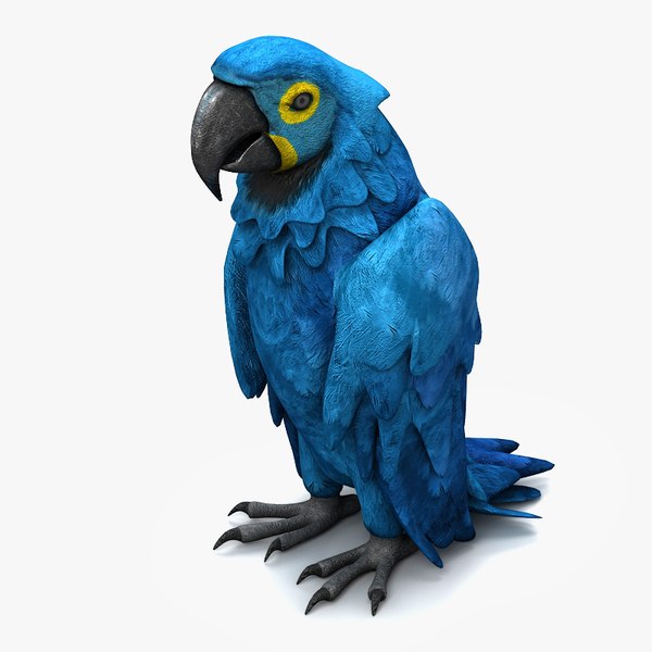 mod-le-3d-de-perroquet-4-turbosquid-974713