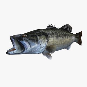 Largemouth Bass