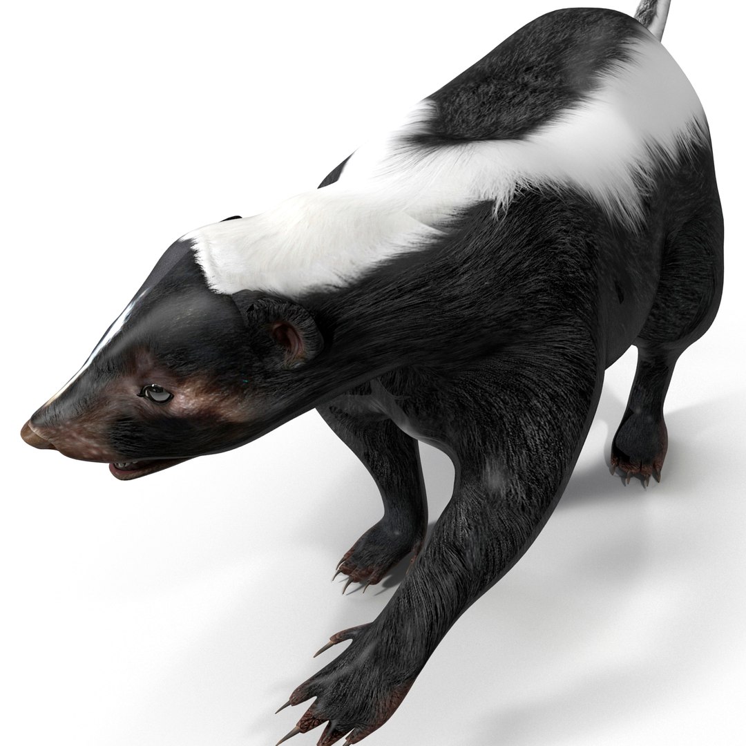 3d Skunk Pose 2