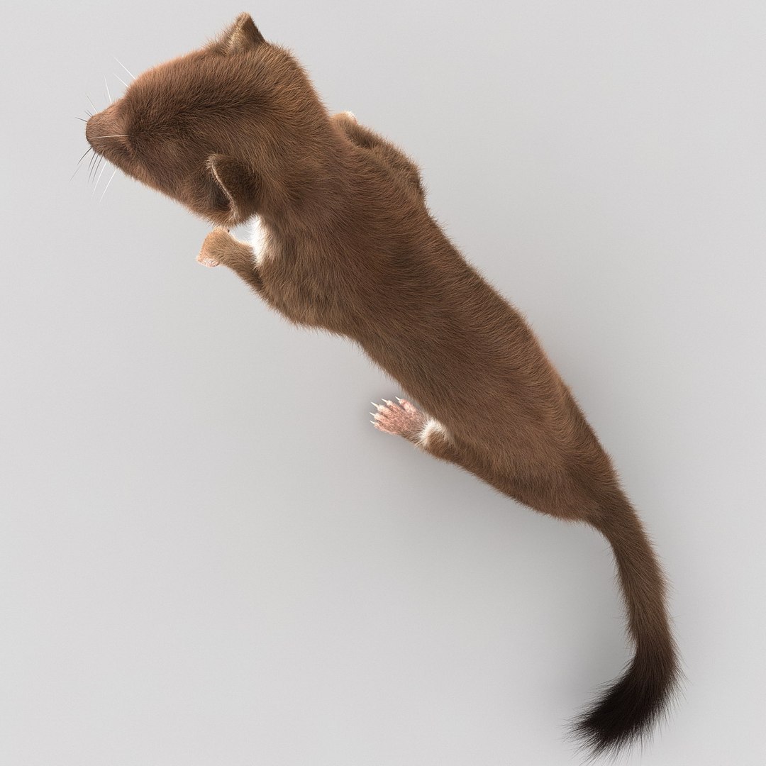 weasel pose 2 fur 3d model https://p.turbosquid.com/ts-thumb/40/Wg5qmG/9EeH0U1A/weaselpose2fur_14/jpg/1384802795/1920x1080/fit_q87/e25ec7c72f759e49f82654219acd0e4f186563db/weaselpose2fur_14.jpg