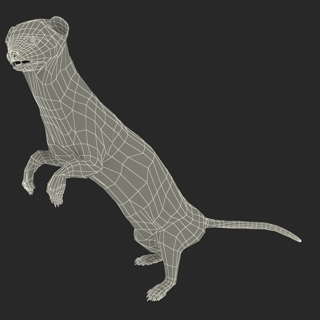 weasel pose 2 fur 3d model https://p.turbosquid.com/ts-thumb/40/Wg5qmG/DyLpfIAU/weaselpose2fur_20/jpg/1384802826/1920x1080/fit_q87/5ab3d16904220f4fd8f194ebdb882375a0dc100a/weaselpose2fur_20.jpg