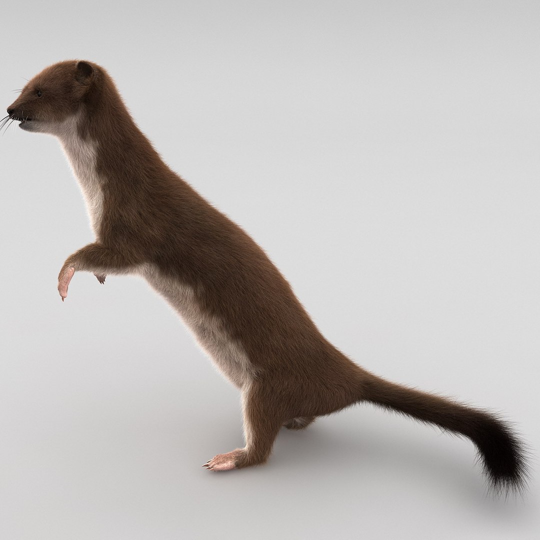 weasel pose 2 fur 3d model https://p.turbosquid.com/ts-thumb/40/Wg5qmG/H8v8WVpz/weaselpose2fur_9/jpg/1384802787/1920x1080/fit_q87/d13f386fc03336da0259472efcba1c578cfa1ecd/weaselpose2fur_9.jpg