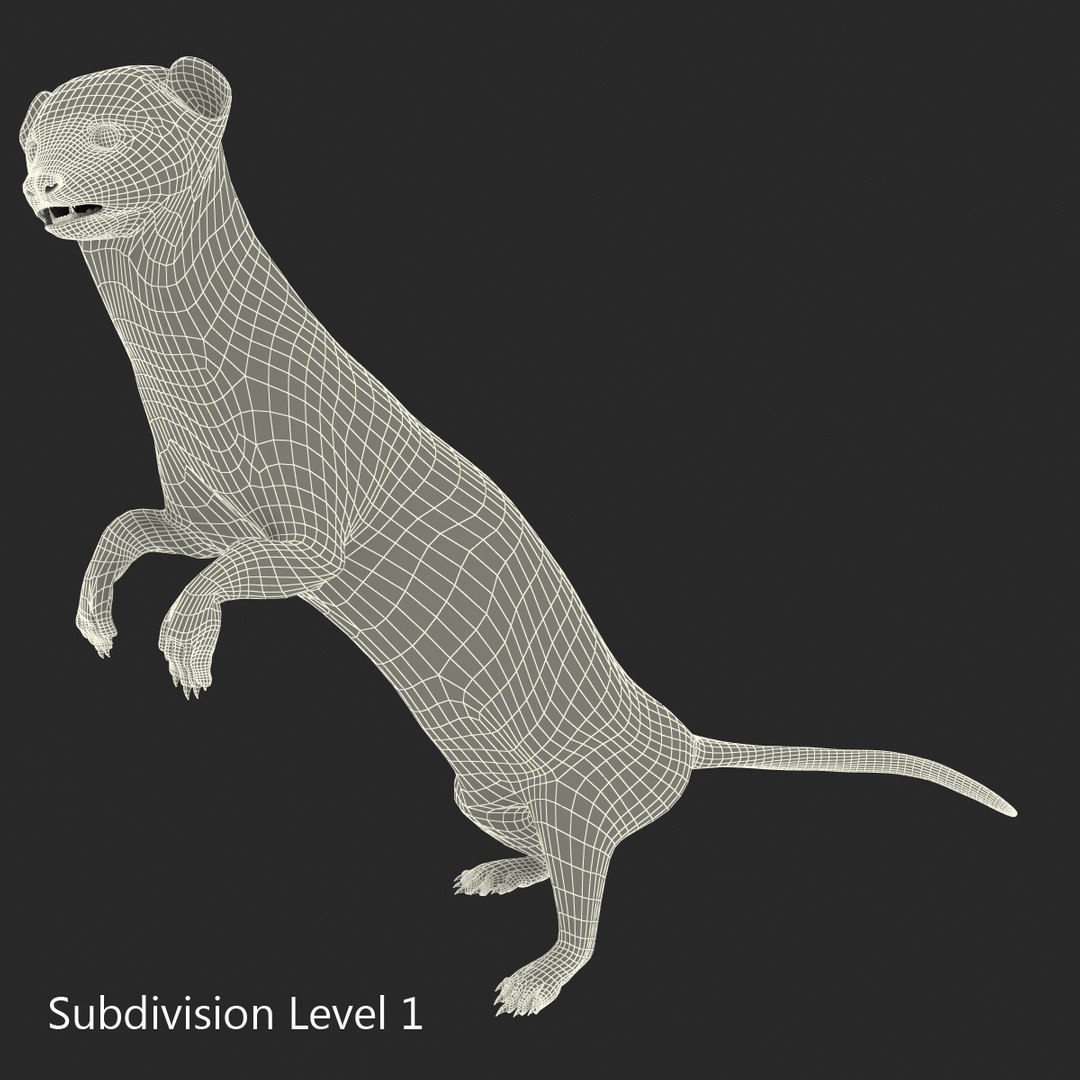 weasel pose 2 fur 3d model https://p.turbosquid.com/ts-thumb/40/Wg5qmG/YJnapYeJ/weaselpose2fur_8/jpg/1384802776/1920x1080/fit_q87/37486b9207255b66b93e9d8b398f552881aa715d/weaselpose2fur_8.jpg