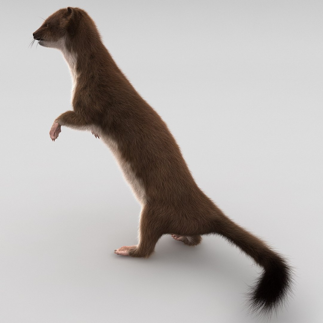 weasel pose 2 fur 3d model https://p.turbosquid.com/ts-thumb/40/Wg5qmG/YN74jK4t/weaselpose2fur_13/jpg/1384802792/1920x1080/fit_q87/ac4df6e3e12c04d5444e4f429b21be1a1e6ac07c/weaselpose2fur_13.jpg