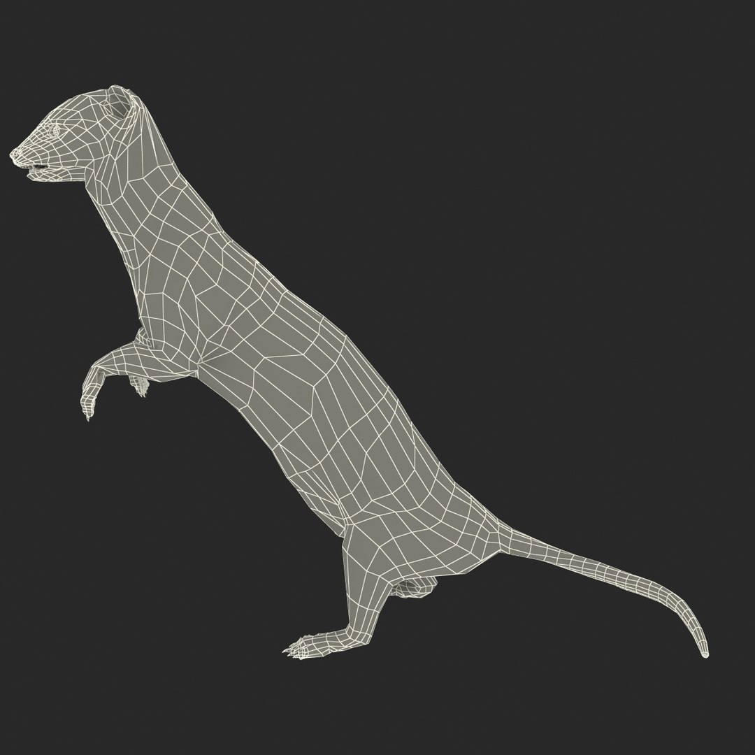 weasel pose 2 fur 3d model https://p.turbosquid.com/ts-thumb/40/Wg5qmG/YYrbetCn/weaselpose2fur_19/jpg/1384802815/1920x1080/fit_q87/16e50ecc07b269d52a5e6ebddf11934253eef3df/weaselpose2fur_19.jpg