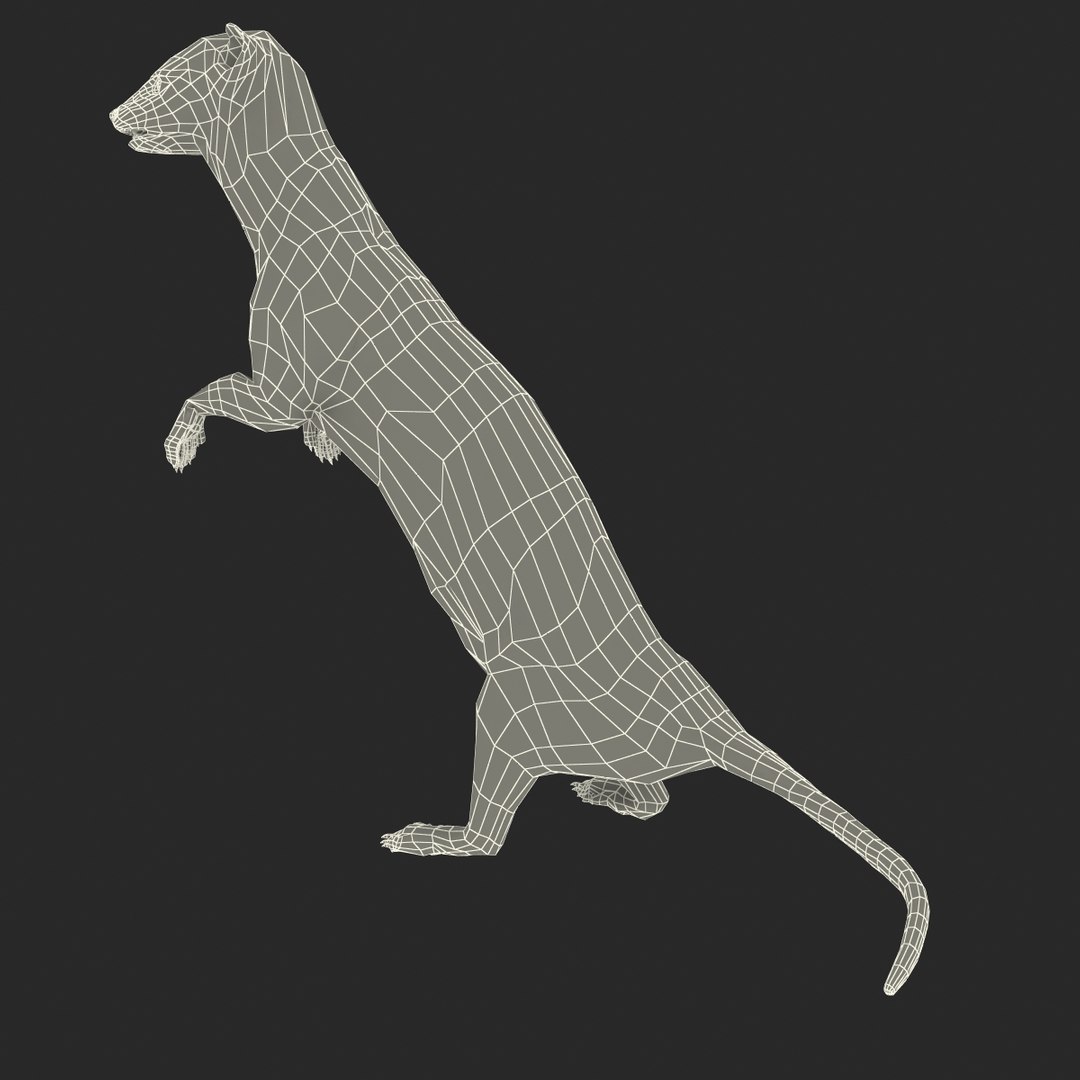 weasel pose 2 fur 3d model https://p.turbosquid.com/ts-thumb/40/Wg5qmG/yRkHpgI2/weaselpose2fur_24/jpg/1384802840/1920x1080/fit_q87/dc535015c07497494751f71b66585e878f6188d7/weaselpose2fur_24.jpg