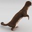 Weasel Pose 2 Fur