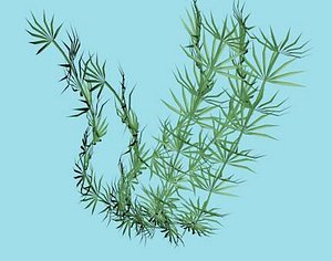 sea grass xml 3ds