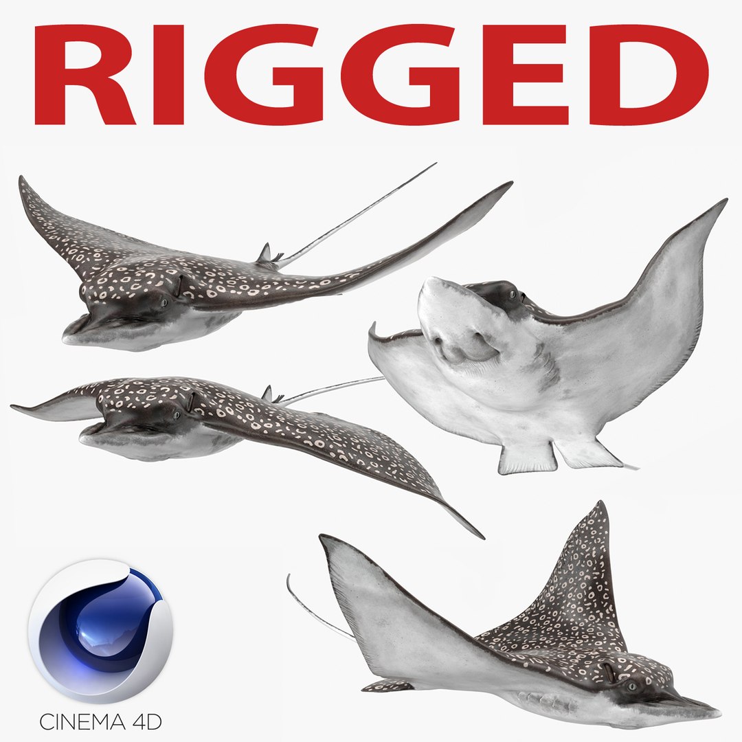 Eagle Ray Rigged for Cinema 4D 3D model preview