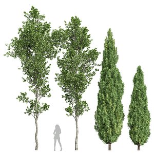 3D Mediterranean Cypress and Birch trees