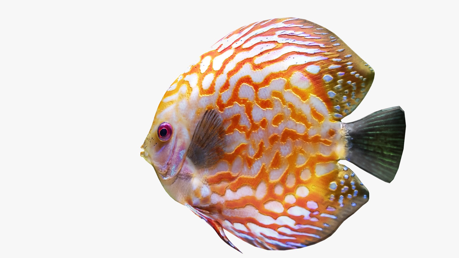 tropic fish 1 model https://p.turbosquid.com/ts-thumb/40/mydTxB/HtVURgoB/03/jpg/1576724468/1920x1080/fit_q87/306f29cb8a537d97ba20b430cda8e2427e66097c/03.jpg