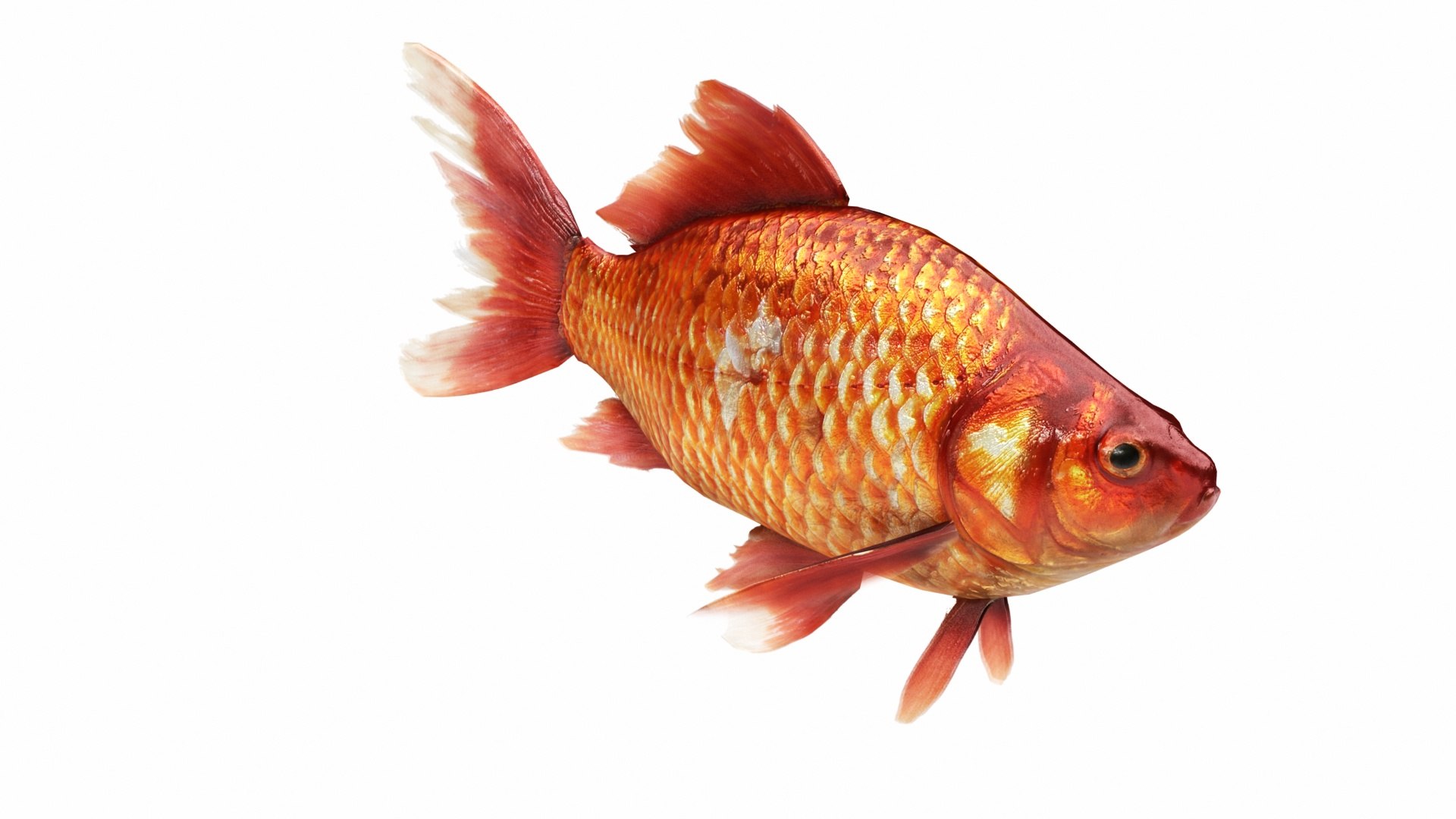 tropic fish 1 model https://p.turbosquid.com/ts-thumb/40/mydTxB/bTiAYFgC/06/jpg/1576724367/1920x1080/fit_q87/056d51abe60dbb1046aa61093d94c44d2015fe12/06.jpg