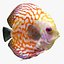 Tropic Fish Collection 1