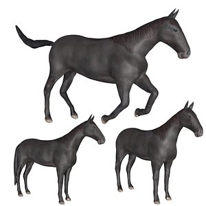 Black horse 3D model