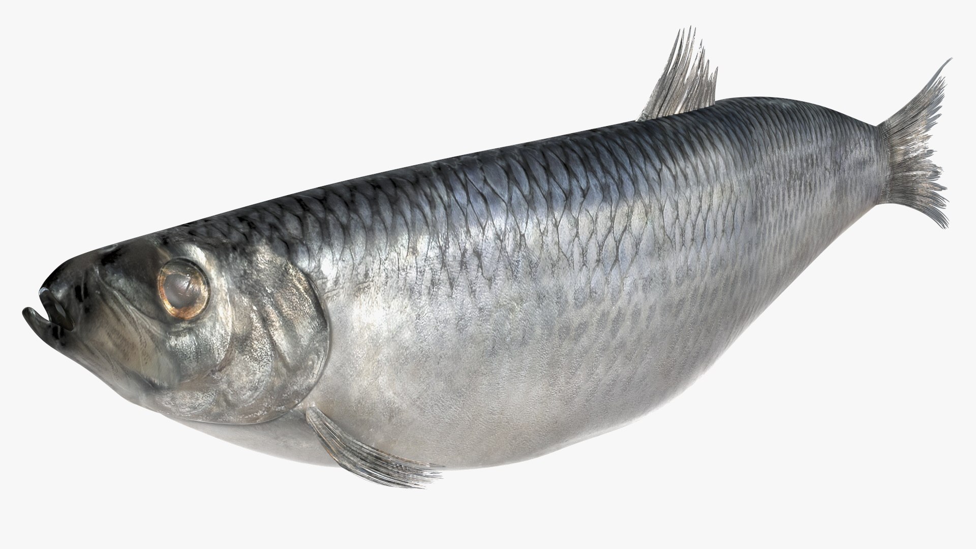 Realistic Atlantic Herring Rigged 3D model preview