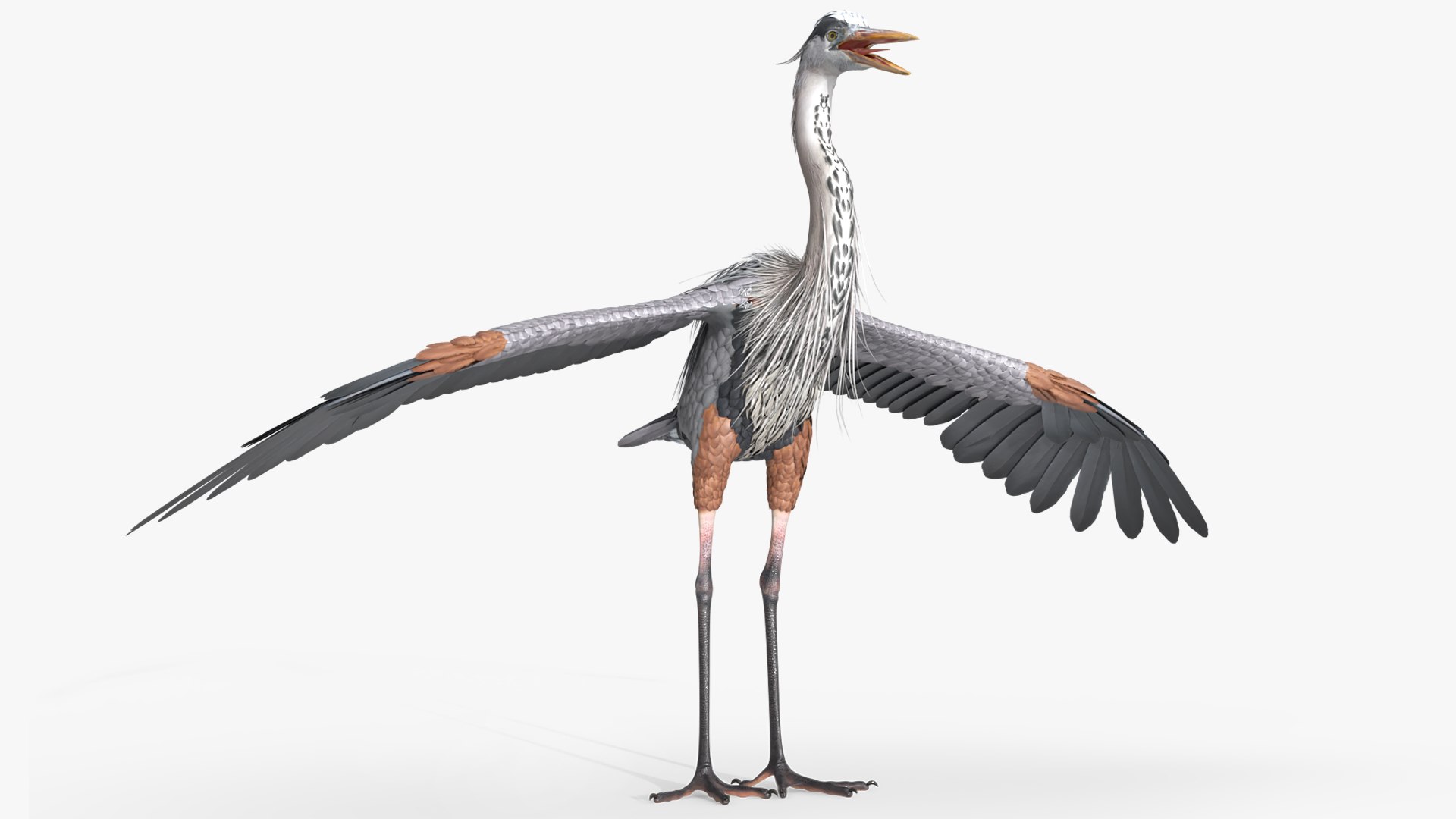 Grey Heron Bird Rigged For Blender 3D model preview
