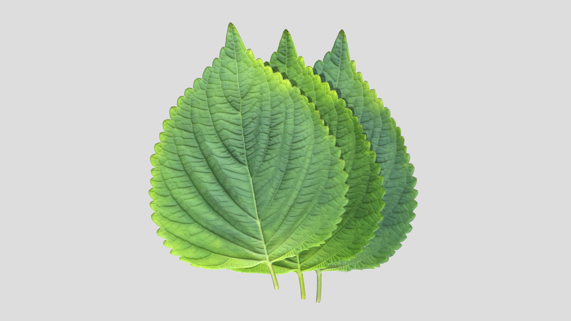 Perilla Low Poly 3D Model - TurboSquid 2274159