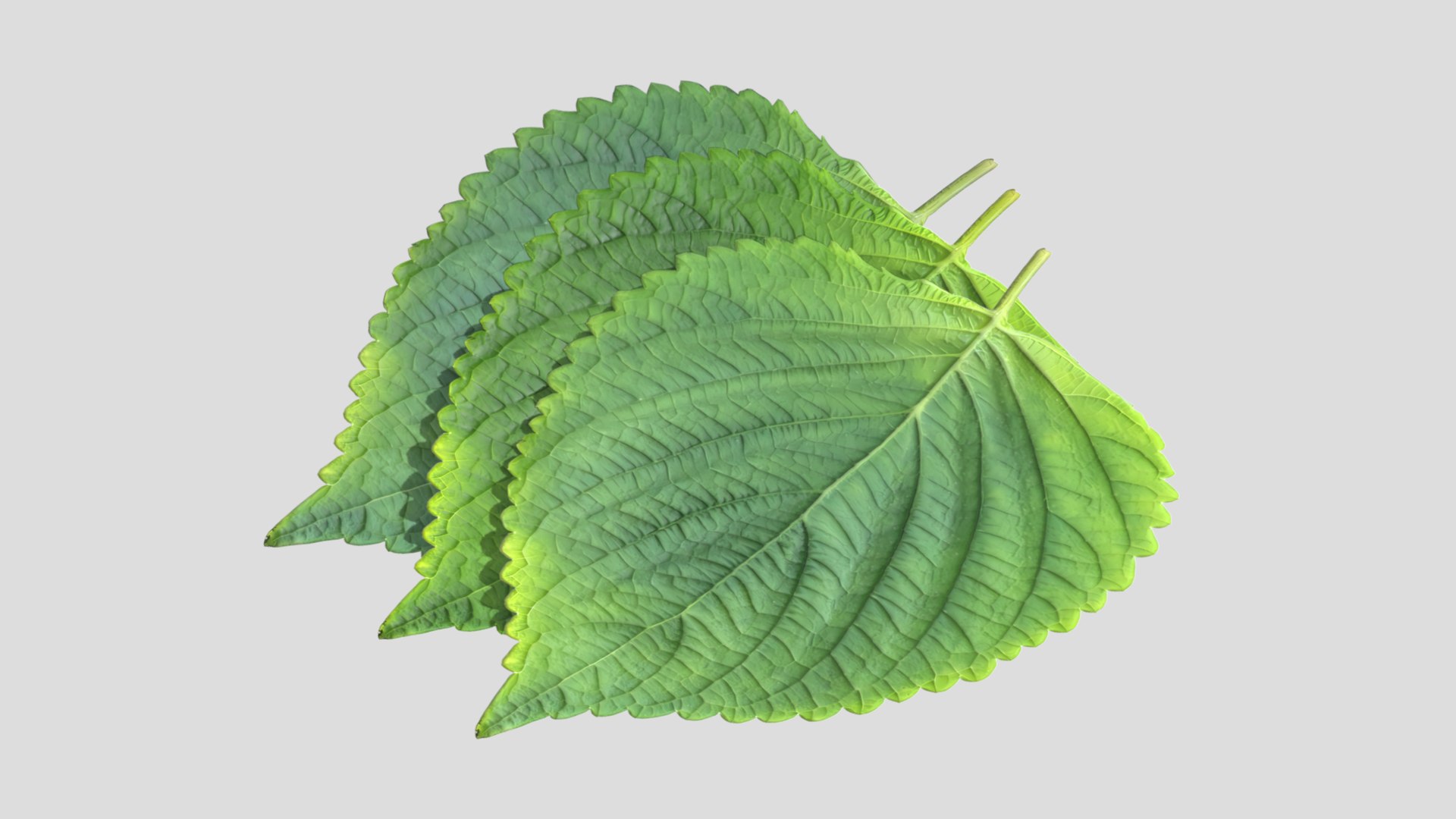 Perilla Low Poly 3D Model - TurboSquid 2274159
