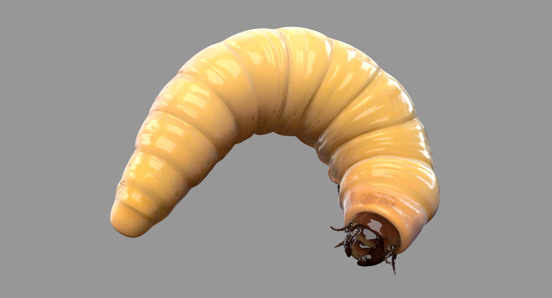 3D realistic maggot rig model - TurboSquid 1509209