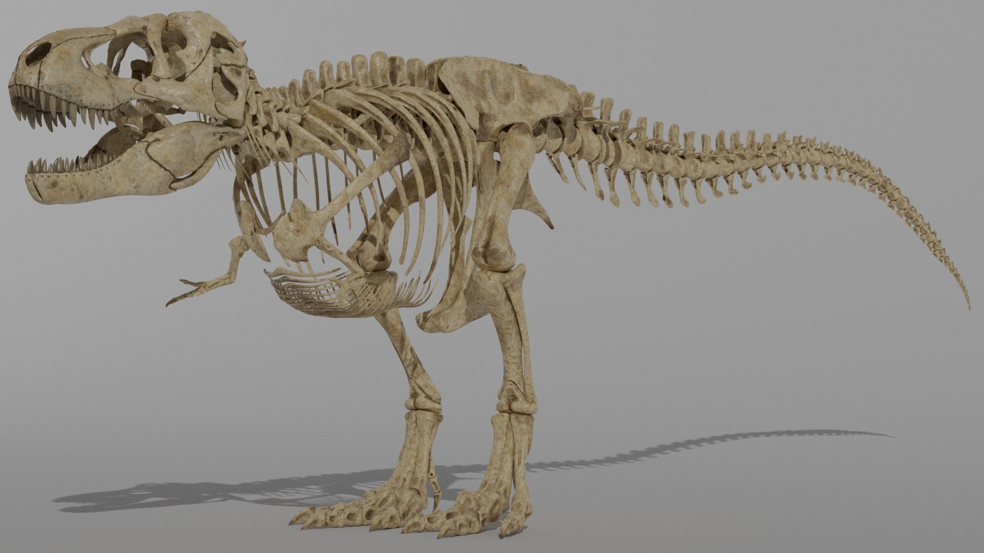 Tyrannosaurus Rex Fossil 3D Model - TurboSquid 1890791