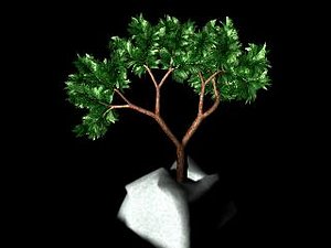 Bonzai