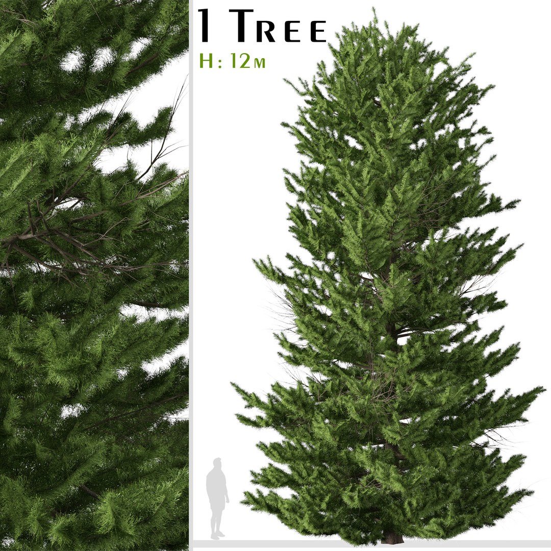 3D Red spruce or Picea rubens Tree https://p.turbosquid.com/ts-thumb/41/YsQ5fG/Am/redspruce1/jpg/1668452823/1920x1080/fit_q87/a6fb2ac8a3ba67450b968c31a223a4eb0038191d/redspruce1.jpg