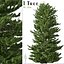 Red spruce or Picea rubens Tree