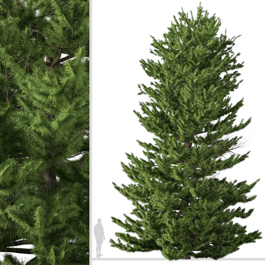 3D Red spruce or Picea rubens Tree https://p.turbosquid.com/ts-thumb/41/YsQ5fG/ut/redspruce3/jpg/1668452900/1920x1080/fit_q87/04bcd3ca242641d0672787da23775ef788650747/redspruce3.jpg
