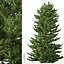 Red spruce or Picea rubens Tree