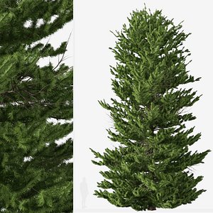 3D Red spruce or Picea rubens Tree