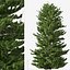 Red spruce or Picea rubens Tree