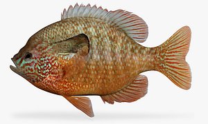 Lepomis megalotis Longear Sunfish