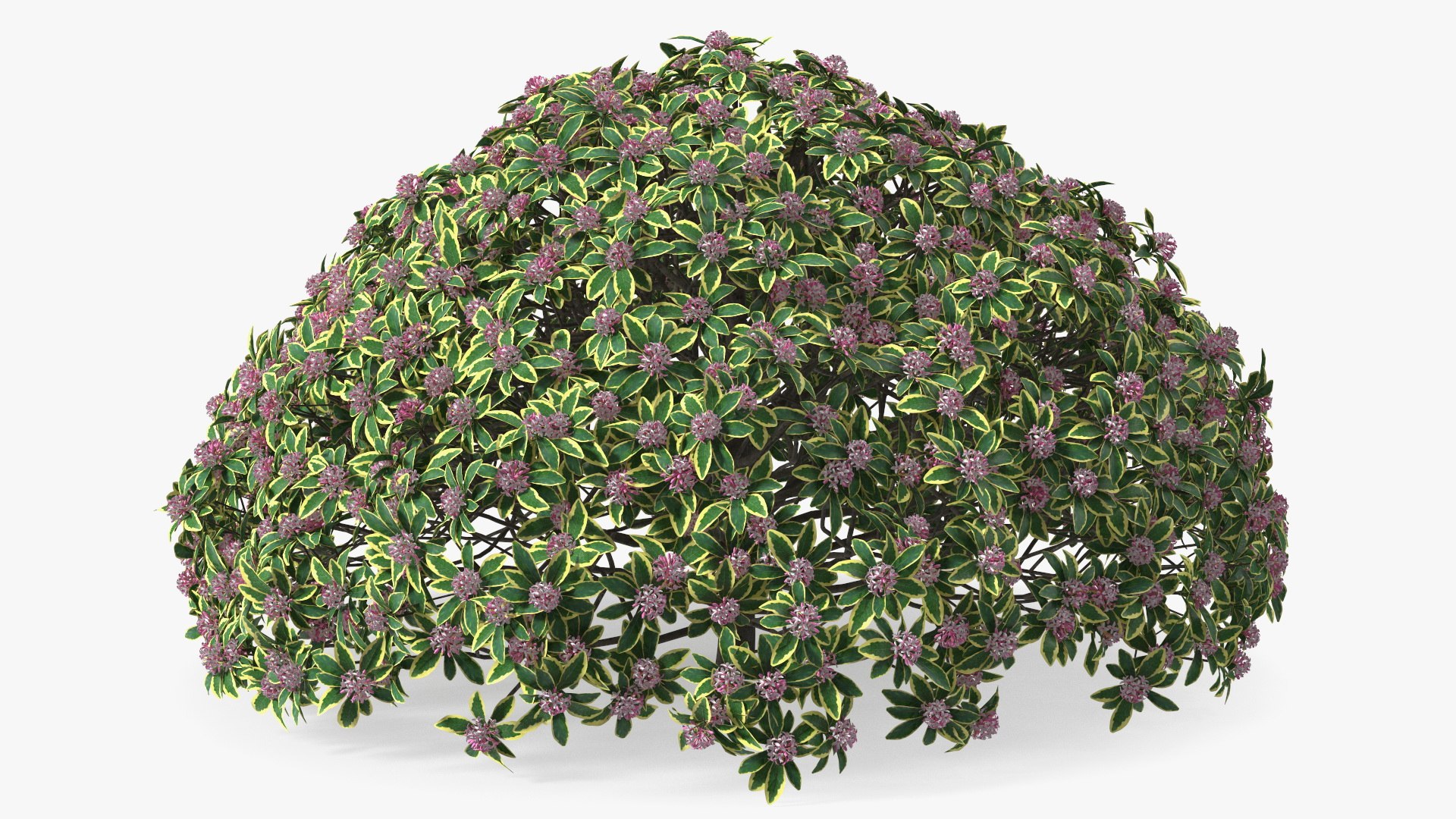 Daphne Odora with Pink Flowers 3D model preview
