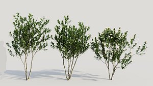 3D model Gardenia jasminoides a