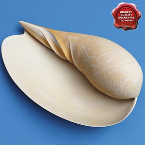 3d model seashell melo