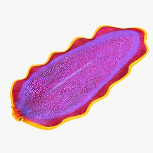 3D Fuchsia Flatworm - Pseudoceros ferrugineus