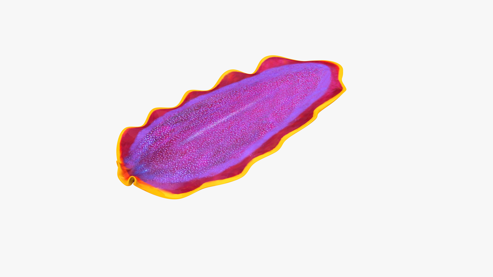 3D Fuchsia Flatworm - Pseudoceros ferrugineus - TurboSquid 1856226