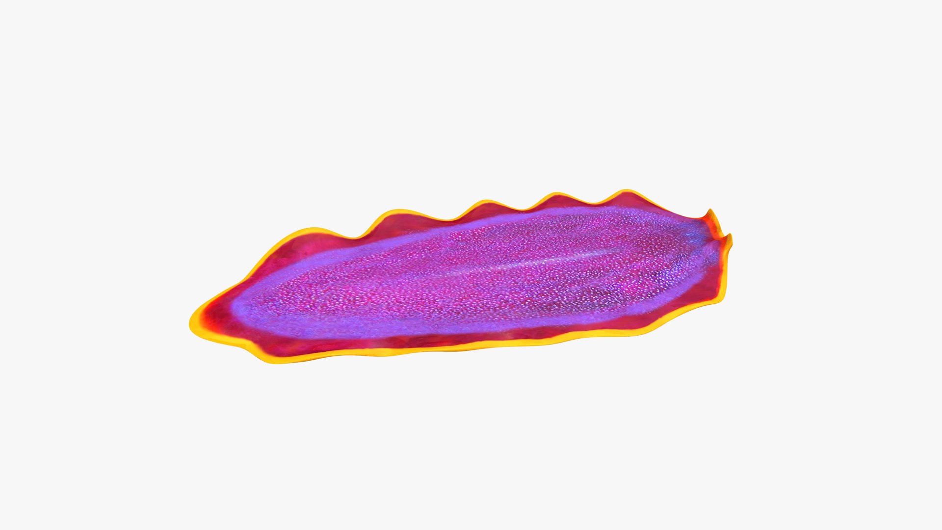 3D Fuchsia Flatworm - Pseudoceros ferrugineus - TurboSquid 1856226