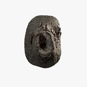 3D Anydrafts Magnolia grandiflora Burl 08